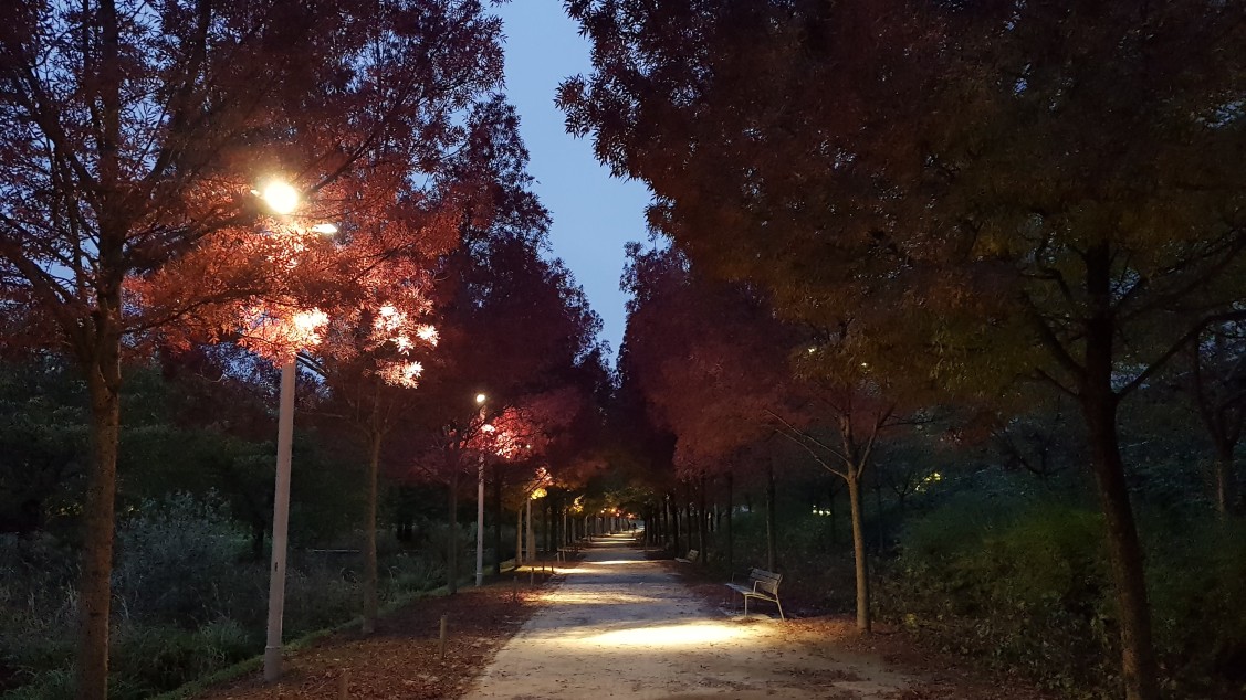 L'automne au Parc Martin Luther-King  la tombe de la nuit