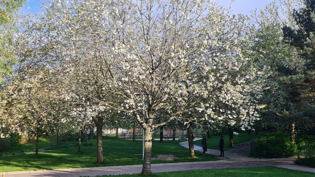 Le parc Martin Luther-King au printemps.