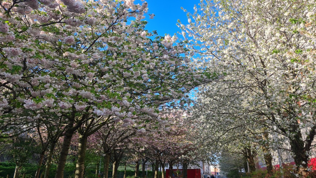 Le printemps dans le parc.