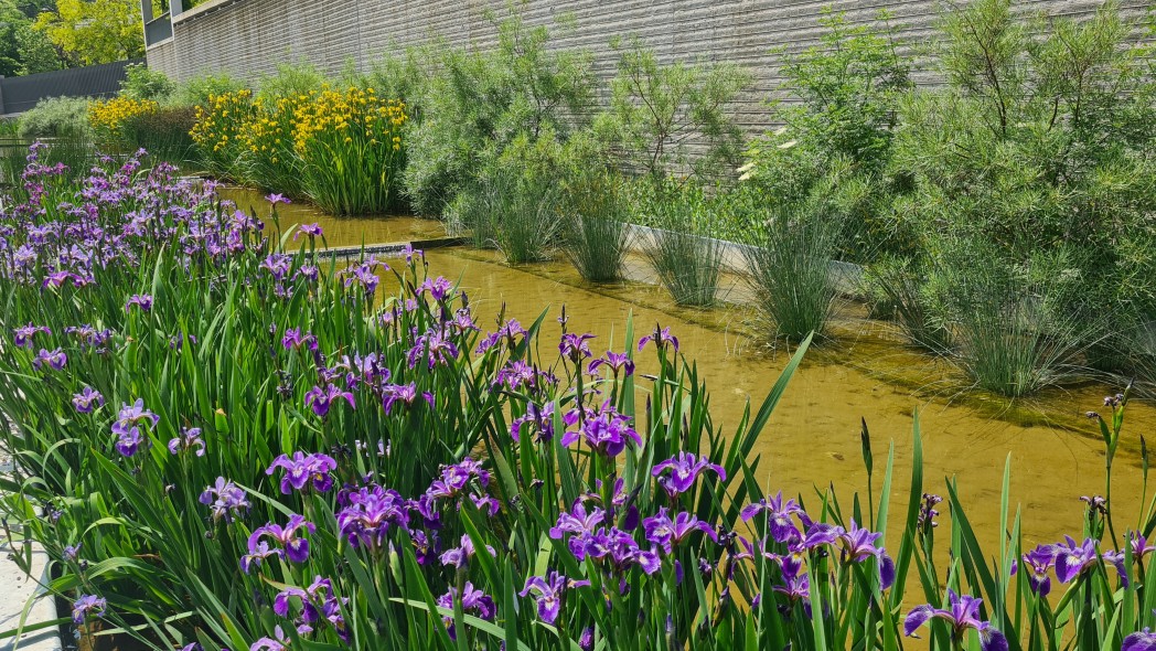 Fleurs champtres.