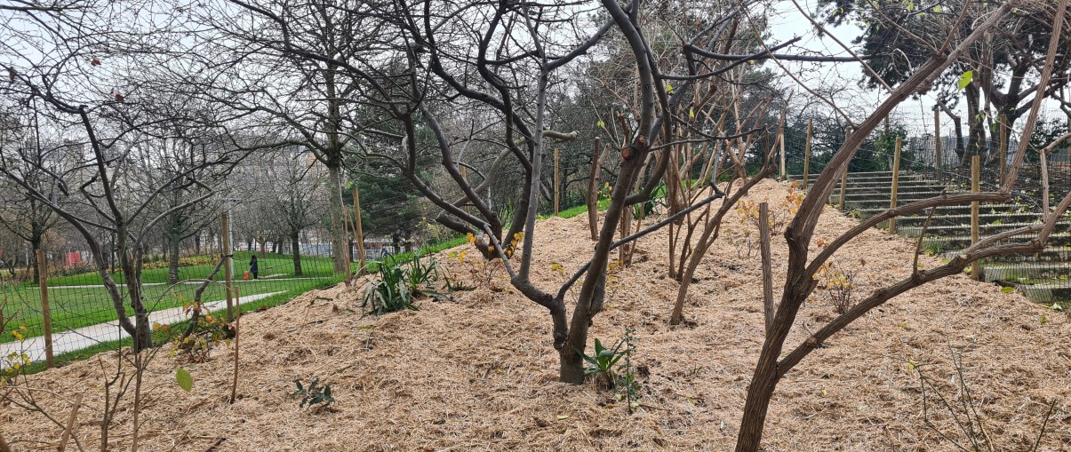 Parc MLK : Coupe des roseaux.