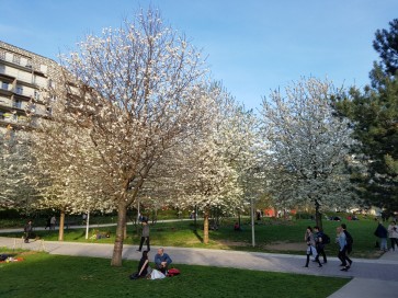 le parc MLK en mars 2017