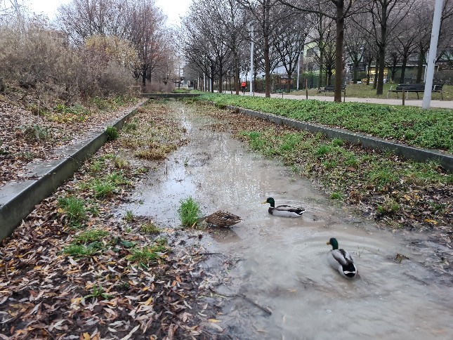 Le fossé humide avec des canards.