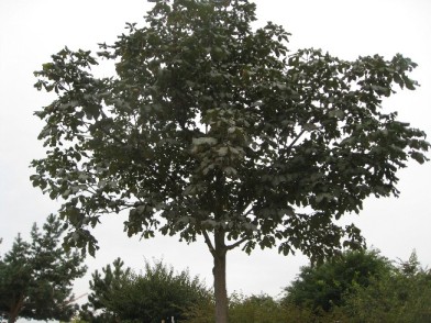 arbre Marronnier