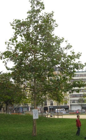 arbre Platane